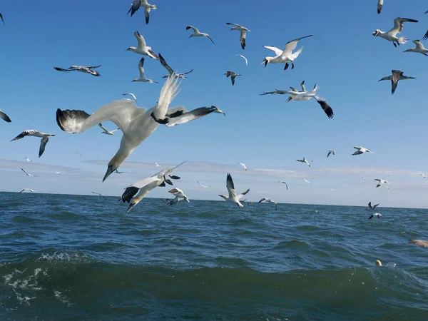 Gannet Morus Bassanus Grupo Pássaros Mergulhando Água Yorkshire Junho 2022 — Fotografia de Stock
