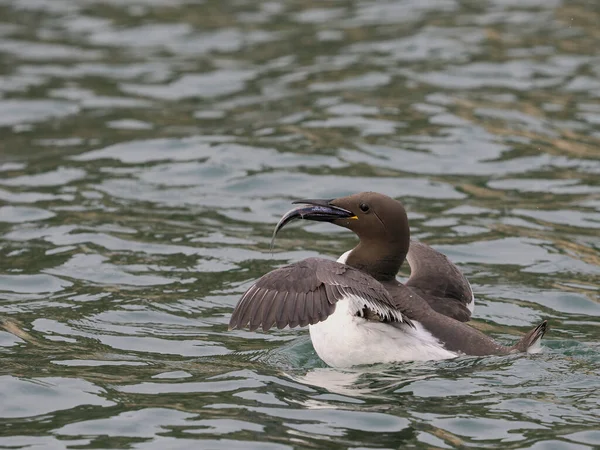 Guillemot Uria Aalge Enstaka Fågel Med Fisk Havet Yorkshire Juni — Stockfoto