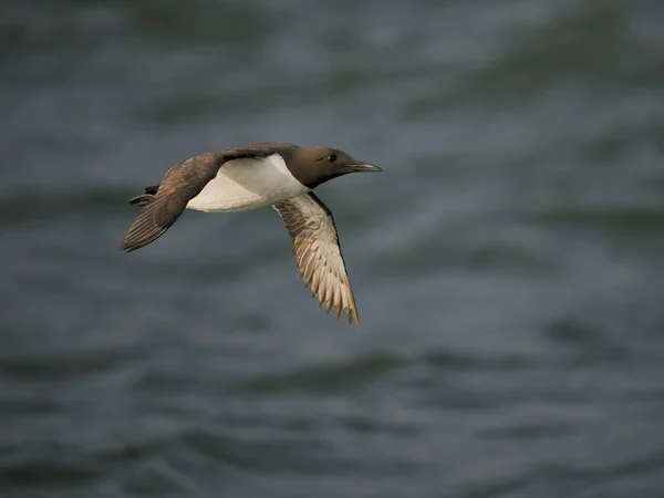 Guillemot Uria Aalge Enkele Vogel Vlucht Yorkshire Juni 2022 — Stockfoto