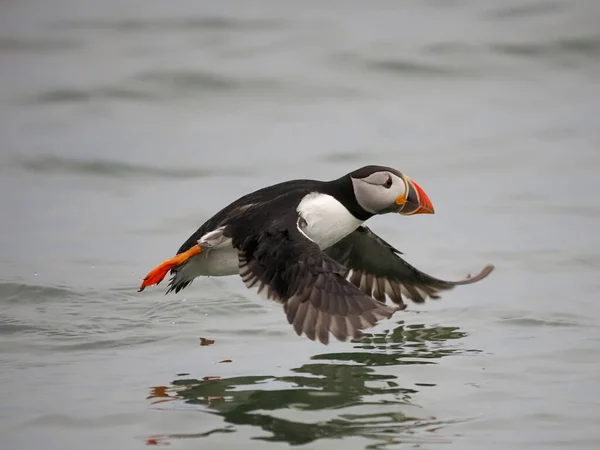 Puffin Fratercula Arctica Single Bird Flight Yorkshire June 2022 — Stock Photo, Image