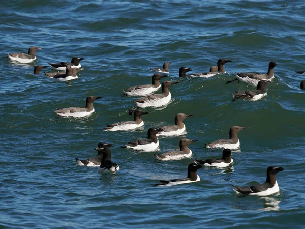 Guillemot Uria Aalge Grupo Aves Mar Yorkshire Junho 2022 — Fotografia de Stock