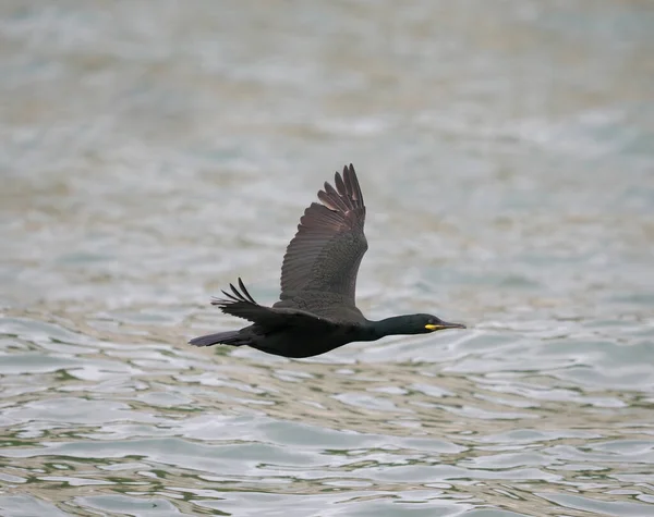 Shag Gulosus Aristotelis Single Bird Flight Yorkshire June 2022 — 스톡 사진