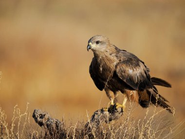 Siyah uçurtma, Milvus migrans, tüneyen tek kuş, İspanya, Haziran 2022