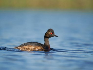 Siyah boyunlu yunus, Podiceps nigricollis, İspanya, Haziran 2022