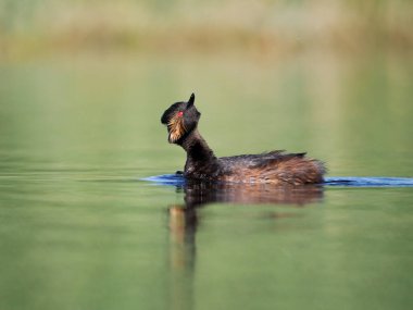 Siyah boyunlu yunus, Podiceps nigricollis, İspanya, Haziran 2022