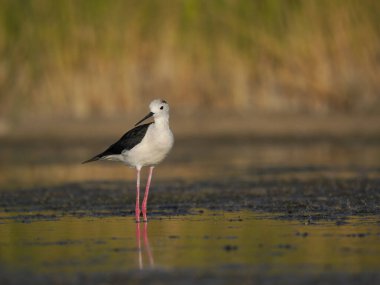 Kara kanatlı stilt, Himantopus himantopus, sudaki tek kuş, Haziran 2022