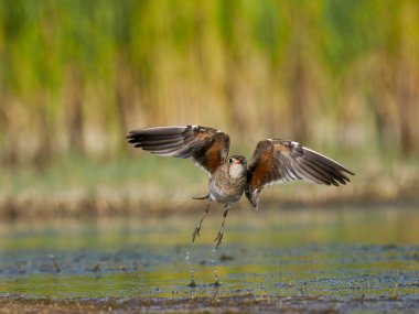Yakalı pratincole, Glareola pratincola, İspanya, Haziran 2022