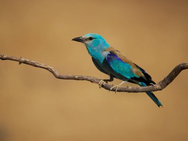 Avrupa silindiri, Coracias garrulus, uçan tek kuş, İspanya, Haziran 2022