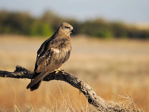 Schwarzmilan Milvus Migrans Einzelvogel Auf Barsch Spanien Juni 2022 — Stockfoto