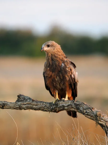 Black Kite Milvus Migrans Single Bird Perch Spain June 2022 — Stockfoto