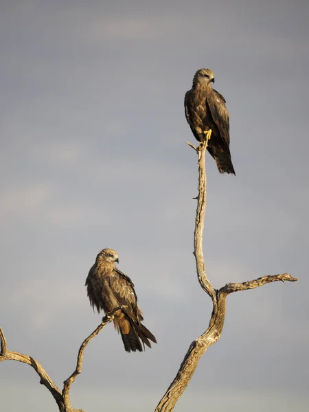 Black Kite Milvus Migrans Two Birds Perch Spain June 2022 — Stockfoto