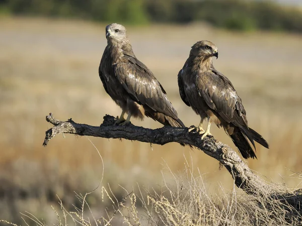 Zwarte Vlieger Milvus Migrans Twee Vogels Baars Spanje Juni 2022 — Stockfoto