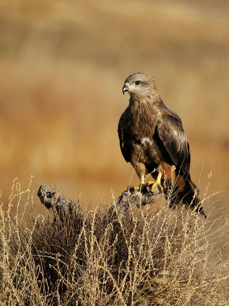 Black Kite Milvus Migrans Single Bird Perch Spain June 2022 — Foto Stock