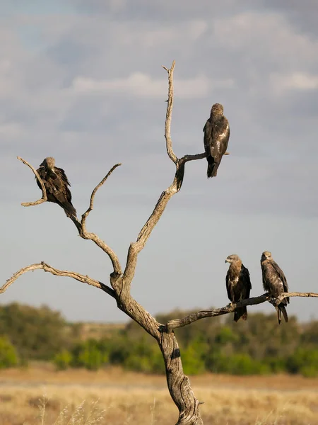 Cometa Negra Milvus Migrans Cuatro Pájaros Árbol España Junio 2022 — Foto de Stock