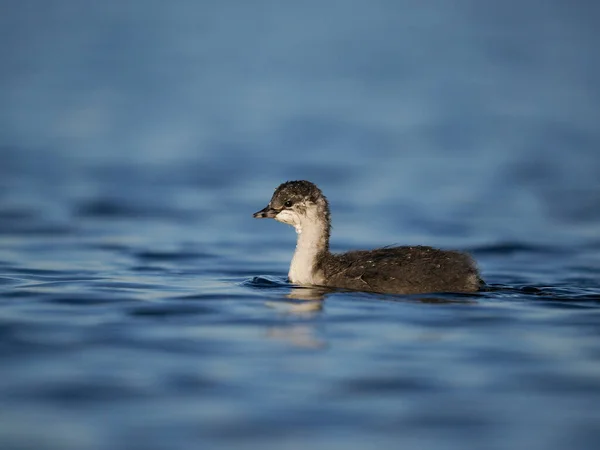 Schwarzhalstaucher Podiceps Nigricollis Einzelner Jungvogel Auf Dem Wasser Spanien Juni — Stockfoto