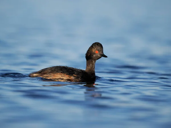 Schwarzhalstaucher Podiceps Nigricollis Einzelvogel Auf Dem Wasser Spanien Juni 2022 — Stockfoto