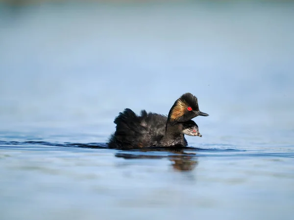 Schwarzhalstaucher Podiceps Nigricollis Einzelvogel Mit Jungen Küken Auf Dem Rücken — Stockfoto