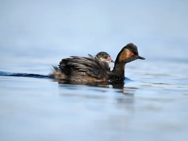 Schwarzhalstaucher Podiceps Nigricollis Einzelvogel Mit Jungen Küken Auf Dem Rücken — Stockfoto