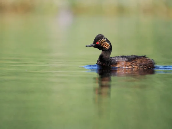 Black Necked Grebe Podiceps Nigricollis Single Bird Water Spain June — Stock Photo, Image