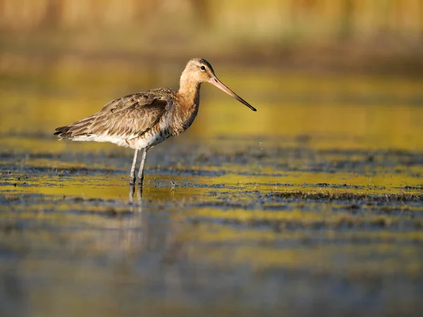 Black Tailed Godwit Limosa Limosa Single Bird Water Spain June — Stockfoto