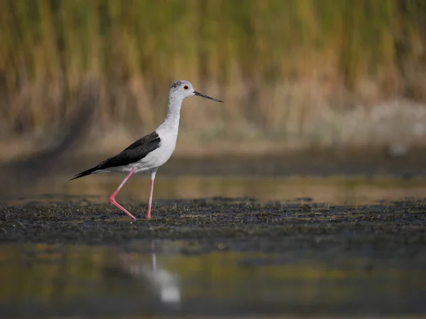 Kara Kanatlı Stilt Himantopus Himantopus Sudaki Tek Kuş Haziran 2022 — Stok fotoğraf