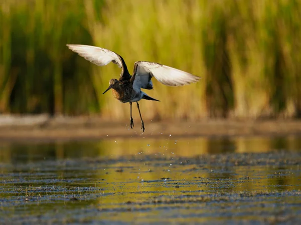 Black Tailed Godwit Limosa Limosa Single Bird Flight Spain June — Foto Stock