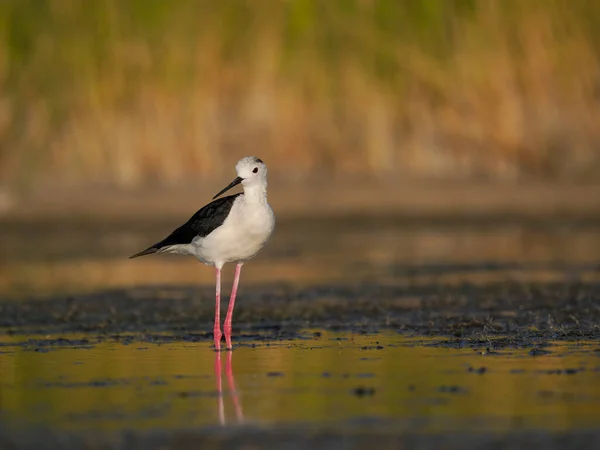 Kara Kanatlı Stilt Himantopus Himantopus Sudaki Tek Kuş Haziran 2022 — Stok fotoğraf