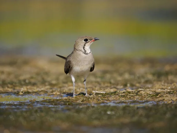 Collared Pratincole Glareola Pratincola Single Bird Water Spain June 2022 — Fotografia de Stock