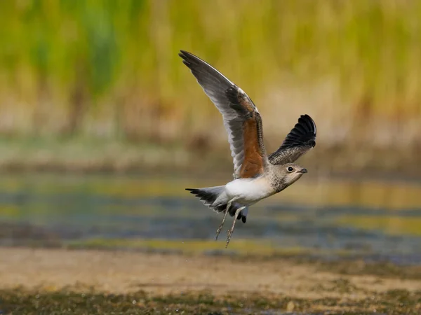 Collared Pratincole Glareola Pratincola Single Juvenile Bird Flight Spain June — Photo