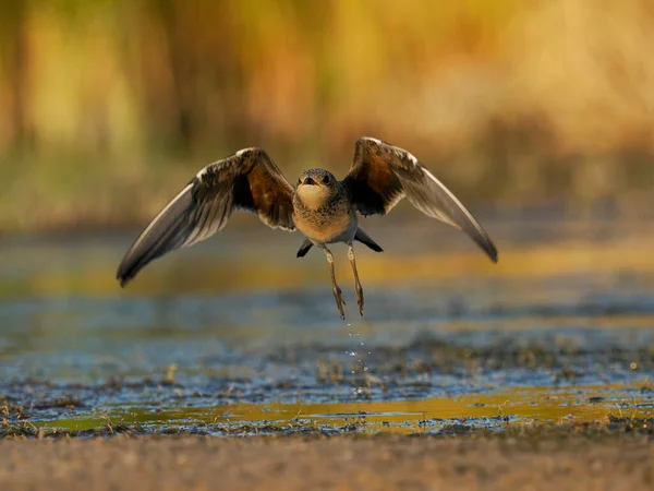 Collared Pratincole Glareola Pratincola Νεανικό Πτηνό Πτήση Ισπανία Ιούνιος 2022 — Φωτογραφία Αρχείου