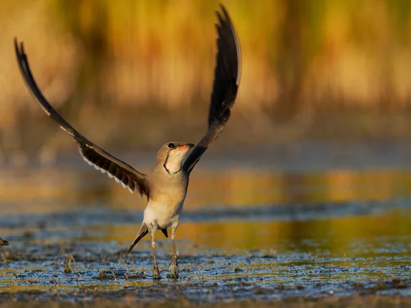 Collared Pratincole Glareola Pratincola Uccello Singolo Volo Acqua Spagna Giugno — Foto Stock