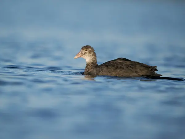 Coot Fulica Atra Jonge Vogel Het Water Spanje Juni 2022 — Stockfoto