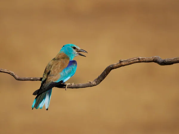 Rolo Europeu Coracias Garrulus Único Pássaro Voo Espanha Junho 2022 — Fotografia de Stock