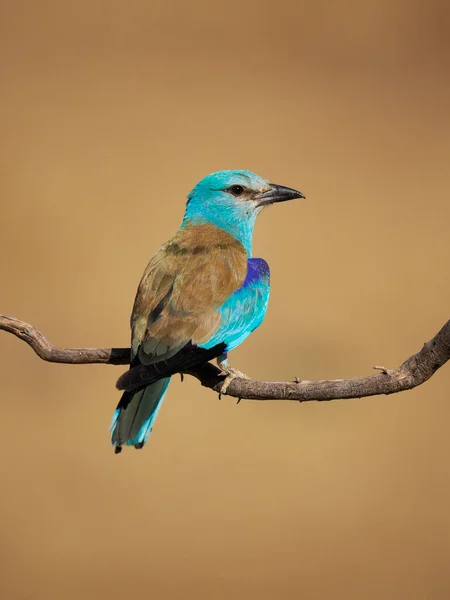 European Roller Coracias Garrulus Single Bird Flight Spain June 2022 — ストック写真