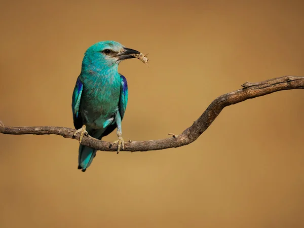 Rolo Europeu Coracias Garrulus Único Pássaro Voo Espanha Junho 2022 — Fotografia de Stock