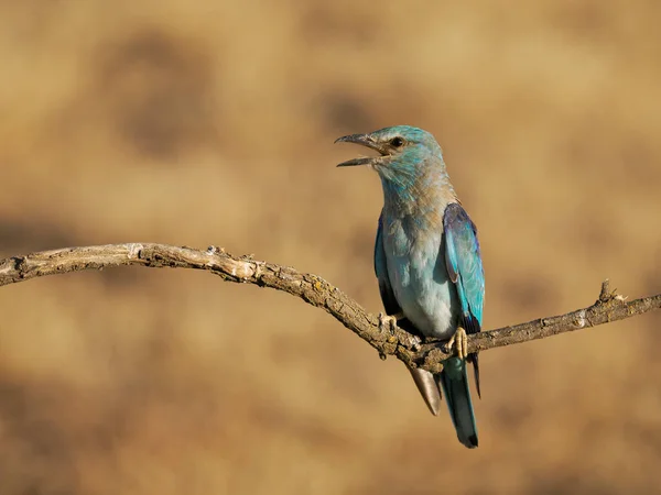 European Roller Coracias Garrulus Single Bird Perch Spain June 2022 — Stok fotoğraf