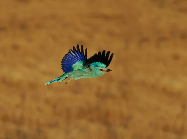 European Roller Coracias Garrulus Single Bird Flight Spain June 2022 — Stock Photo, Image