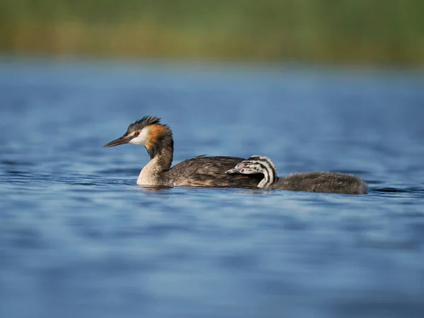 Grote Kuif Podiceps Cristatus Enkele Vogel Het Water Met Jongen — Stockfoto