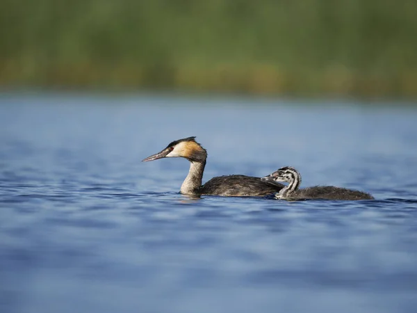 Grebe Wielkoczuby Podiceps Cristatus Samotny Ptak Wodzie Młodymi Hiszpania Czerwiec — Zdjęcie stockowe