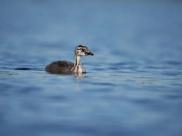 Great Crested Grebe Podiceps Cristatus Single Young Bird Water Spain — Stockfoto