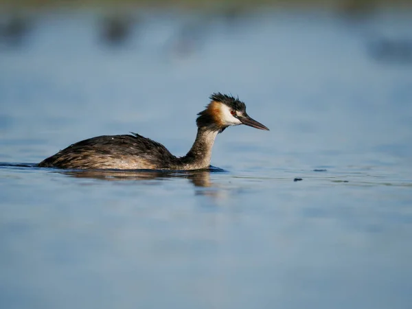 Haubentaucher Podiceps Cristatus Einzelvogel Auf Dem Wasser Spanien Juni 2022 — Stockfoto