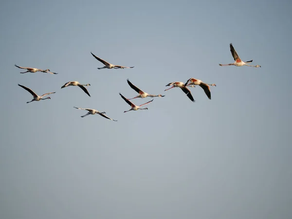 Większe Flamingi Fenicopterus Ruber Stado Locie Hiszpania Czerwiec 2022 — Zdjęcie stockowe