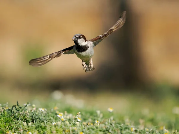 House Sparrow Passer Domesticus Single Male Flight Spain June 2022 — Stock Photo, Image