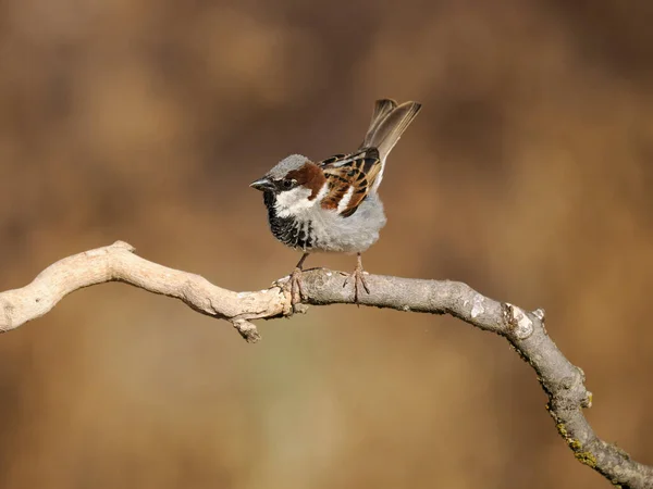 House Sparrow Passer Domesticus Single Male Perch Spain June 2022 — ストック写真