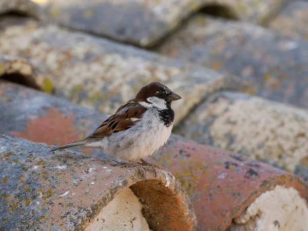 Huismus Passer Domesticus Alleenstaande Man Dak Spanje Juni 2022 — Stockfoto