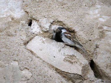 Serçe, Passer domesticus, çatıda bekar erkek, Haziran 2022