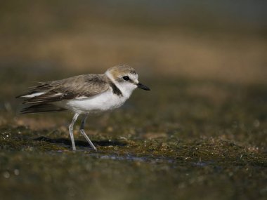 Kentish plover, Charadrius alexandrinus, single bird by water, Spain, June 2022