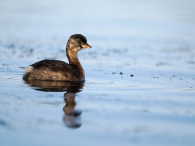 Küçük yaban domuzu ya da dabchick, Taşibaptus ruficollis, Sudaki tek genç kuş, İspanya, Haziran 2022