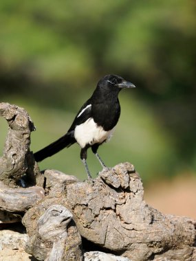 Magpie, pica pica, single bird on perch, Spain, June 2022