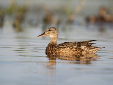 Mallard, Anas Platyrhynchos, İspanya, Haziran 2022